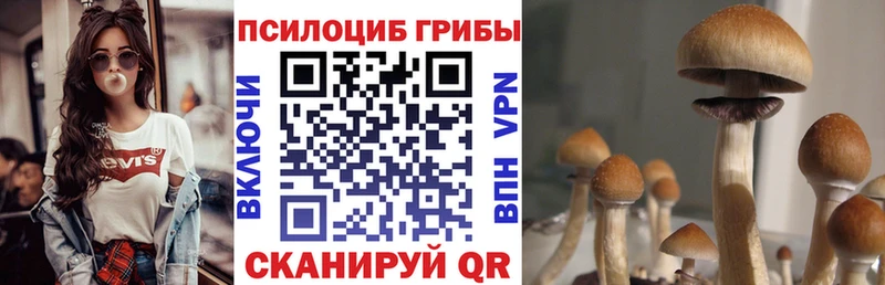 сколько стоит Катав-Ивановск Псилоцибиновые грибы MAGIC MUSHROOMS